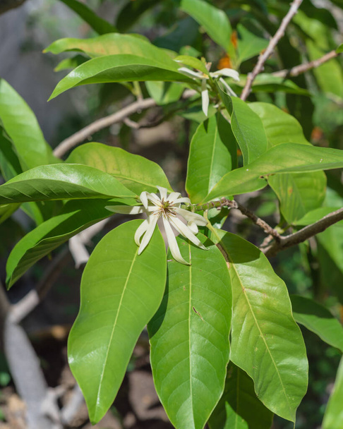 Blossom Cananga odorata Ylang-ylang квітка в пагоді поблизу Далласа, штат Техас, Америка. Закрийте квітучу пахучу канґу, або дерево парфумів, відоме як тропічна рослина, що росте в Індії. - Фото, зображення