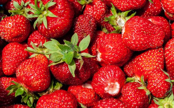 Freshly picked strawberries. Food background.  - Fotografie, Obrázek