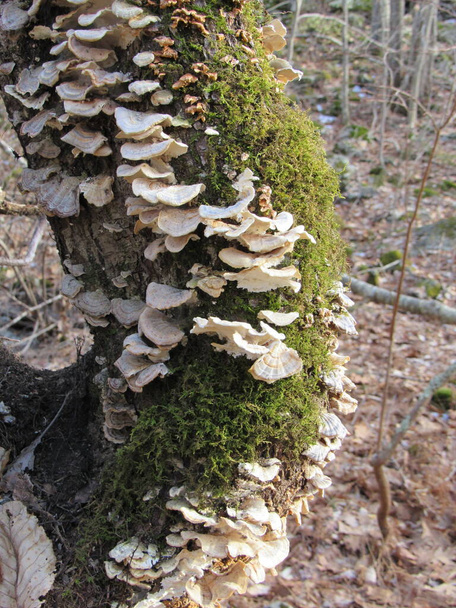 Moss and white shell or bracket mushrooms growing on a dead tree trunk in the forest - Photo, Image
