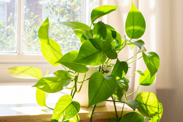Potted Devils Ivy növény belsejében egy gyönyörű új lakás vagy lakás. - Fotó, kép