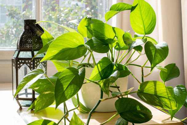 Potted Devils Ivy növény belsejében egy gyönyörű új lakás vagy lakás. - Fotó, kép