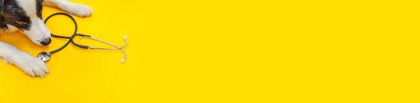Chiot chien frontière collie et stéthoscope isolé sur fond jaune. Petit chien à la réception chez le vétérinaire en clinique vétérinaire. Animaux de compagnie soins de santé et animaux concept. Bannière - Photo, image