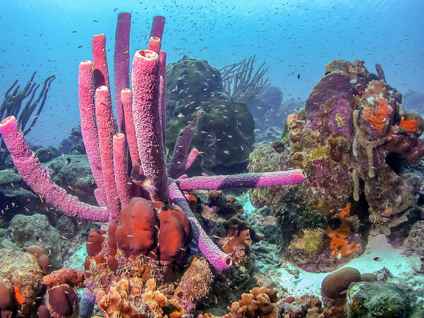 Récif corallien caribéen au large de l'île de Bonaire - Photo, image