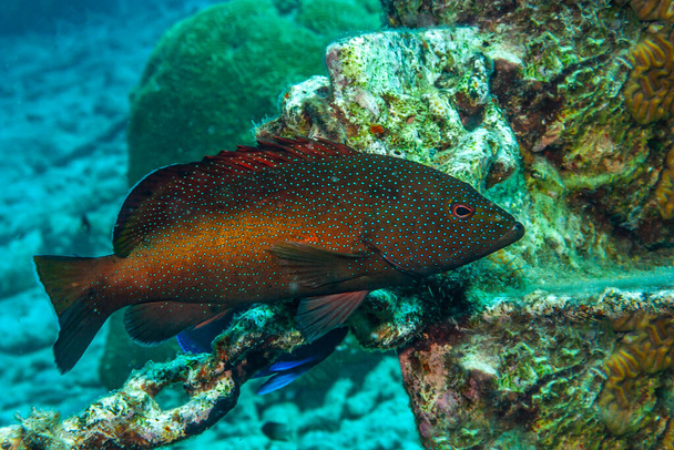Карибський кораловий риф червоний позаду, Epinephelus guttatus - Фото, зображення