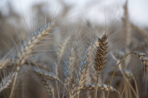 Selective focus, spikelet of barley on the background of other spikelets growing in the field. - Photo, Image