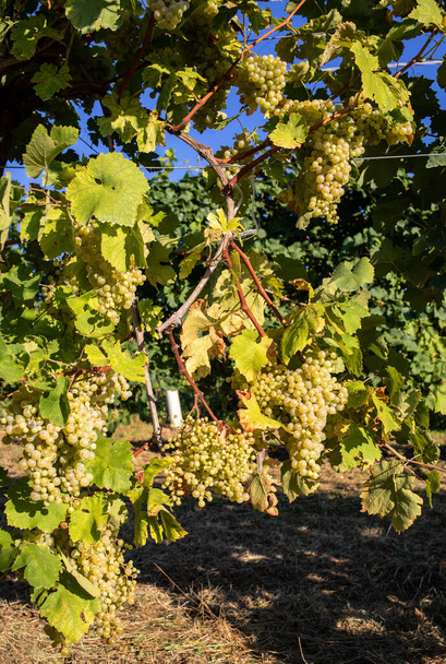 Просекко белый виноград на винограднике для сбора урожая в Валдоббьяденских холмах. Озил. Италия - Фото, изображение