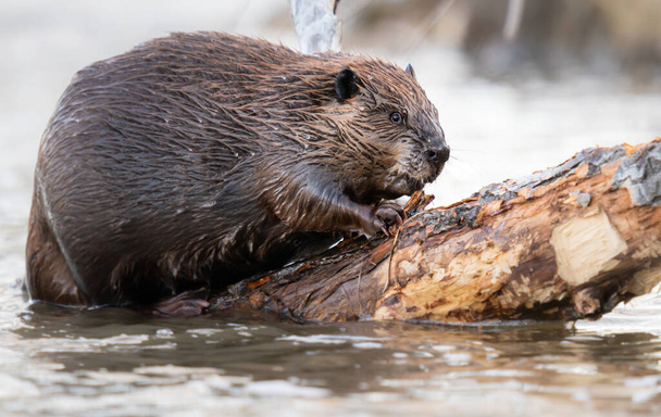 Beaver in the Canadian wilderness - Photo, Image