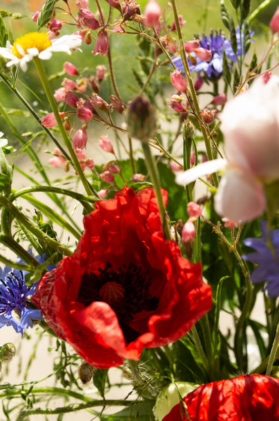 Delicate bouquet of poppies and wild flowers in a glass vase on a windowsill on a sunny summer day. - Photo, Image