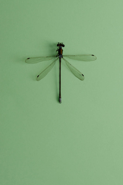 Dragonfly Anax imperator mannetje Blauwe Keizer op een groen - Foto, afbeelding