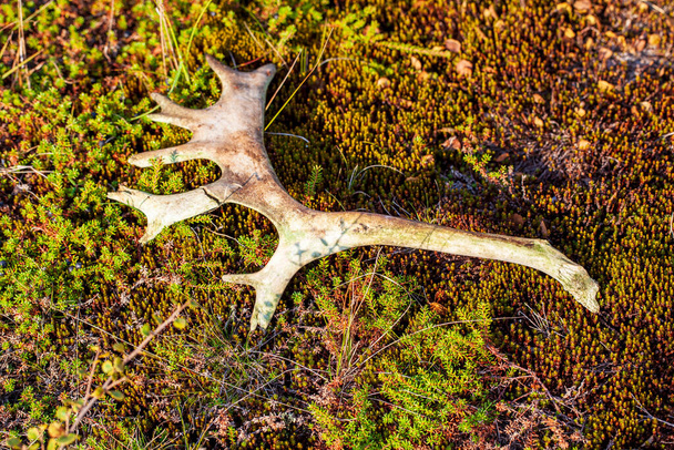 Paesaggio della tundra-foresta, corna di renna scartate su uno sfondo di muschio. Le corna di renna giacciono su una tundra artica senza neve - Foto, immagini