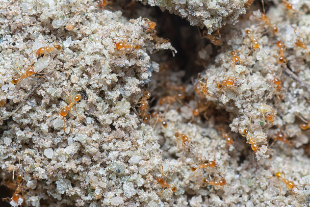 close shot of little red tropical fire ants. - Foto, Imagem