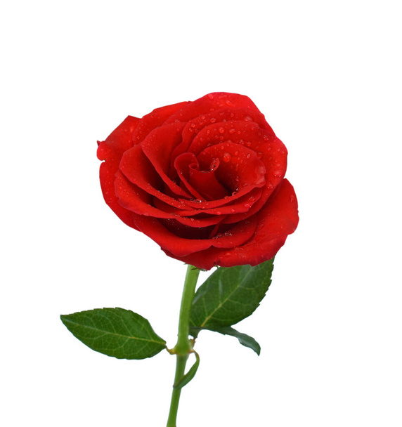 schöne rote Rose Blume isoliert auf weißem Hintergrund - Foto, Bild