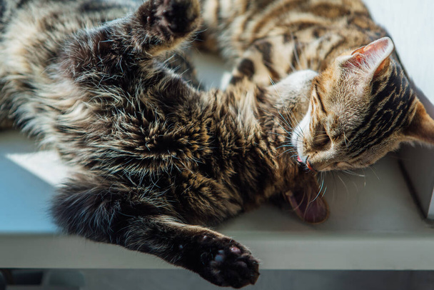 Two cute bengal kitty cats laying on the windowsill and washing each other. - Photo, image