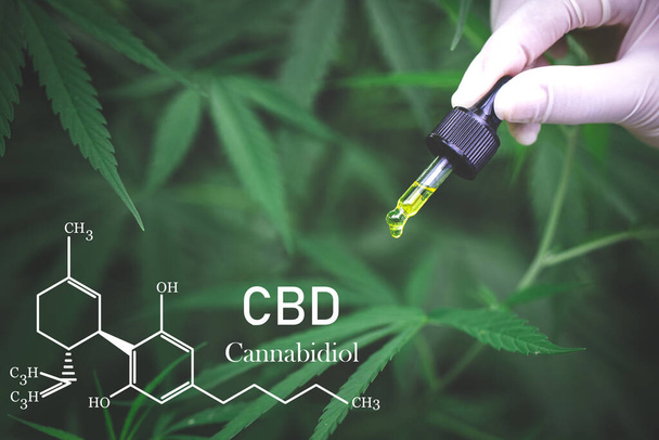 Óleo de cannabis, extrato de cannabis de óleo CBD, conceito de cannabis medicinal, - Foto, Imagem