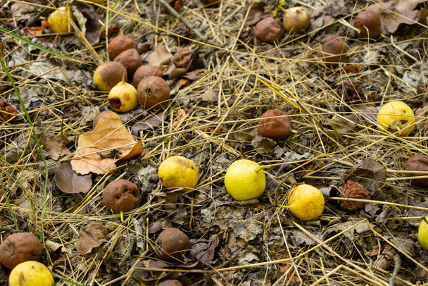 pera madura silvestre en el bosque en agosto se encuentra en la hierba seca como fondo, fruta - Foto, Imagen