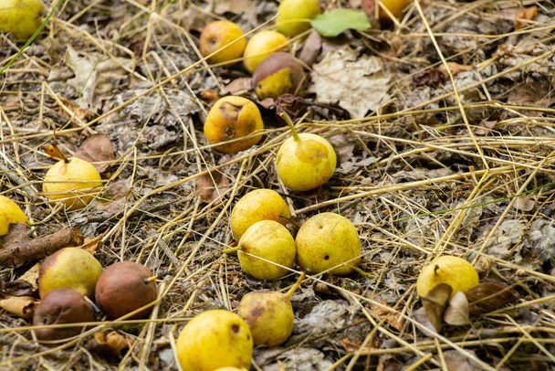 wilde rijpe peer in het bos in augustus ligt op droog gras als achtergrond, fruit - Foto, afbeelding