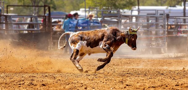 Kalb wird von Cowboys bei einem Country-Rodeo in einem Team-Kalbsseilspringen lassoed - Foto, Bild