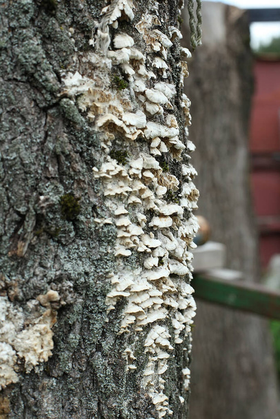 Cogumelo ostra no tronco da árvore. Textura natural, padrão de fungo, cogumelo ostra selvagem em tronco de madeira - Foto, Imagem