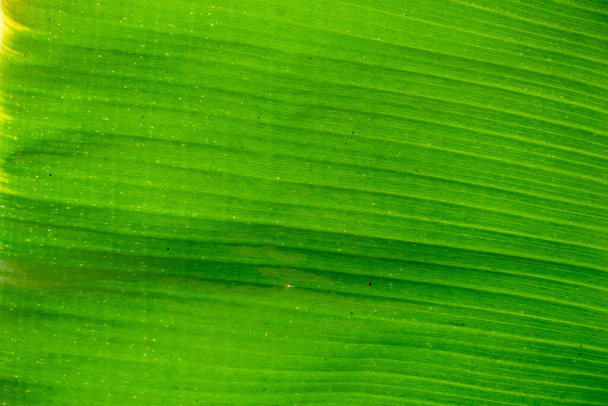 Abstract, nature Green leaf background and beautiful wallpaper. - Photo, Image