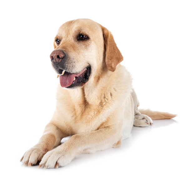labrador retriever in front of white background - Photo, Image