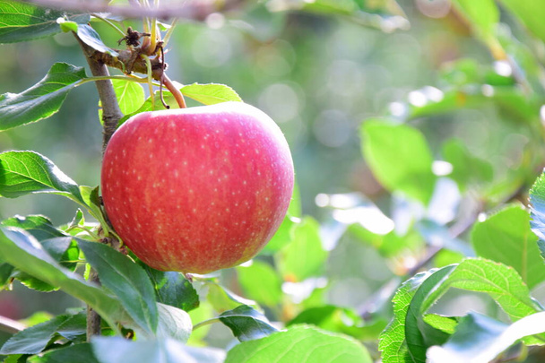 南チロルの秋のリンゴの収穫の直前にリンゴの木の上の成熟した赤いおいしいリンゴ - 写真・画像