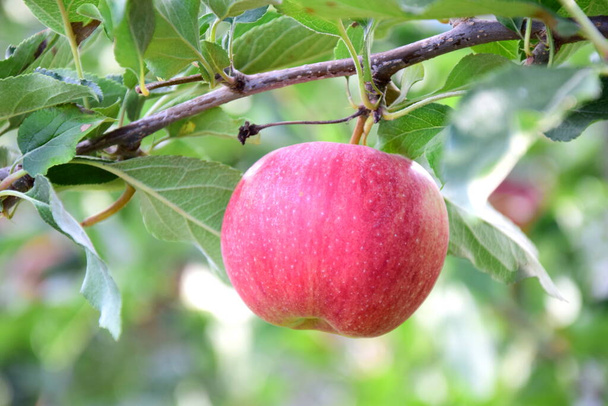 Sonbaharda Güney Tyrol 'da elma hasadından hemen önce elma ağacında olgun kırmızı elmalar. - Fotoğraf, Görsel