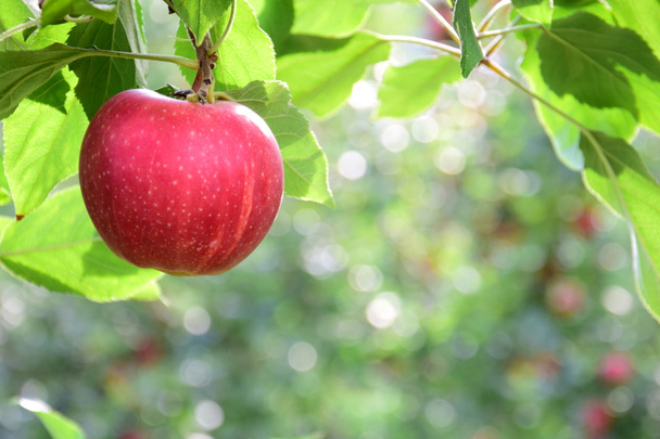 Manzanas rojas maduras deliciosas en un manzano justo antes de la cosecha de manzanas en otoño en el Tirol del Sur - Foto, imagen