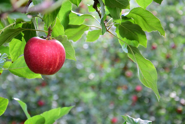 Zralá červená lahodná jablka na jabloni těsně před sklizní jablek na podzim v jižním Tyrolsku - Fotografie, Obrázek