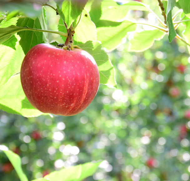 Maçãs vermelhas maduras deliciosas em uma árvore de maçã pouco antes da colheita da maçã no outono no sul do Tirol - Foto, Imagem