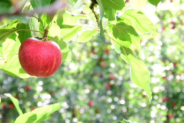 Dojrzałe czerwone pyszne jabłka na jabłoni tuż przed zbiorami jabłek jesienią w Południowym Tyrolu - Zdjęcie, obraz