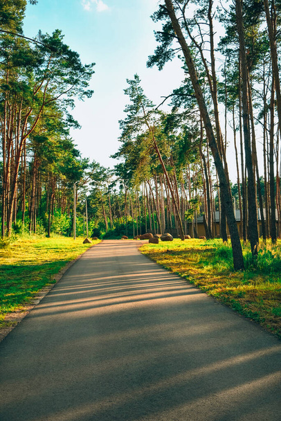 Ιστορικό και τρέξιμο στο δάσος. Εξωτερικός χώρος άθλησης. 'δειος δρόμος κατά μήκος των δέντρων. Ηλιακό φως και σκιές - Φωτογραφία, εικόνα