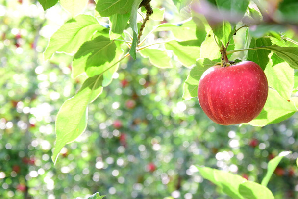 Maçãs vermelhas maduras deliciosas em uma árvore de maçã pouco antes da colheita da maçã no outono no sul do Tirol - Foto, Imagem