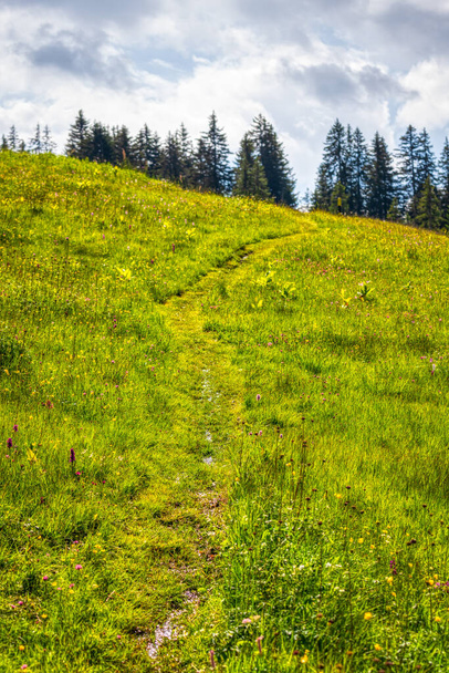 Fotografia HDR incrível de um caminho de caminhada nos Alpes Suíços perto de Les Mosses, verão - Foto, Imagem