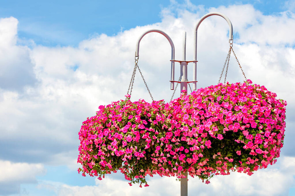 Outdoor flowerpots with pink and red petunias hang from a metal white pole against a blue cloudy sky, copy space. - Photo, Image
