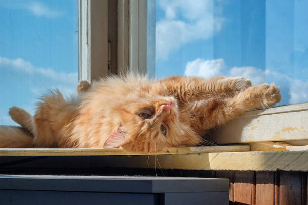 Um gato de gengibre tabby está relaxando no peitoril da janela com fundo azul céu - Foto, Imagem