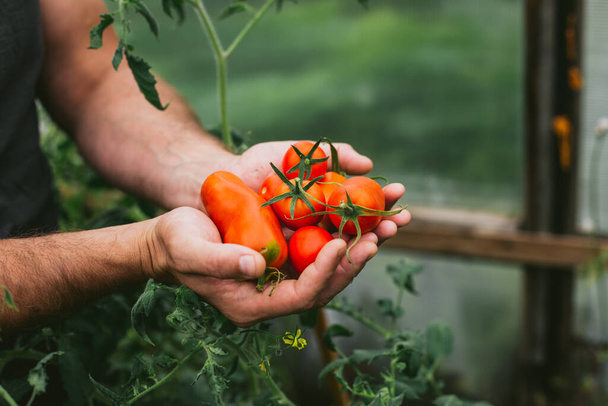  Świeża uprawa pomidorów w rękach rolnika z jego własnej szklarni. - Zdjęcie, obraz