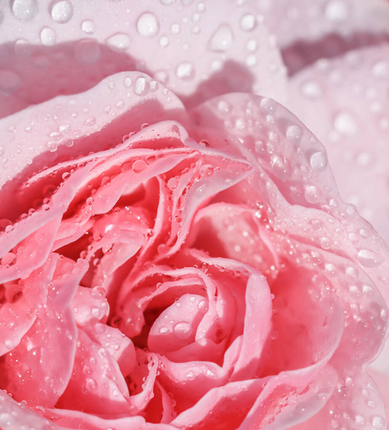 Прекрасна рожева троянда з краплями води. Може використовуватися як тло. М'який фокус. Романтичний стиль
 - Фото, зображення