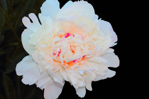 bílá pivoňková květinka s velkými okvětními lístky. Fotografie zblízka na černém pozadí - Fotografie, Obrázek