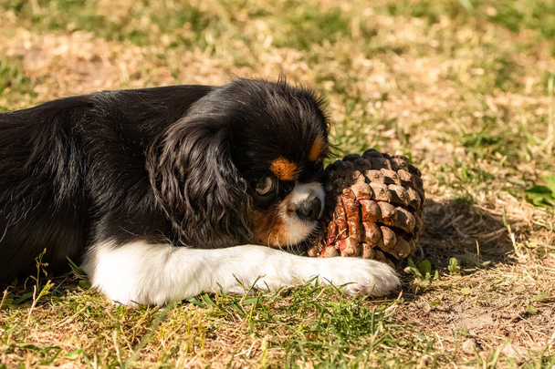 Um cão cavaleiro rei Charles, um filhote de cachorro bonito brincando com um cone de pinho - Foto, Imagem