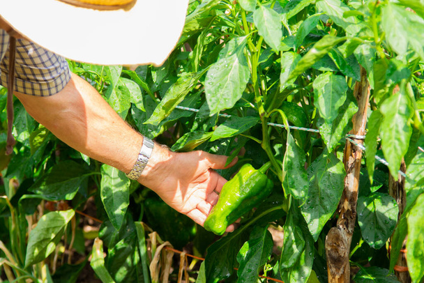 αγρότης που φροντίζει τα φυτά πιπεριού στον λαχανόκηπο - Φωτογραφία, εικόνα