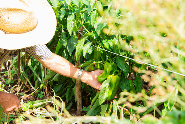 rolnik zbierający plony lub zbierający się w ogrodzie - Zdjęcie, obraz