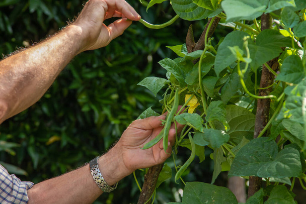 Bauernhände an der Bohnenpflanze im Garten - Foto, Bild