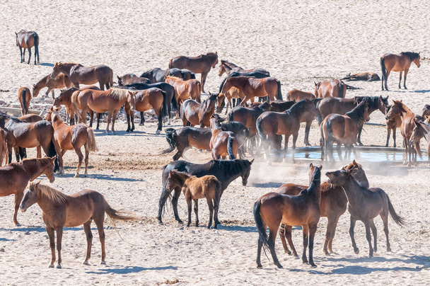 Άγρια άλογα του Namib στο Garub κοντά Aus - Φωτογραφία, εικόνα
