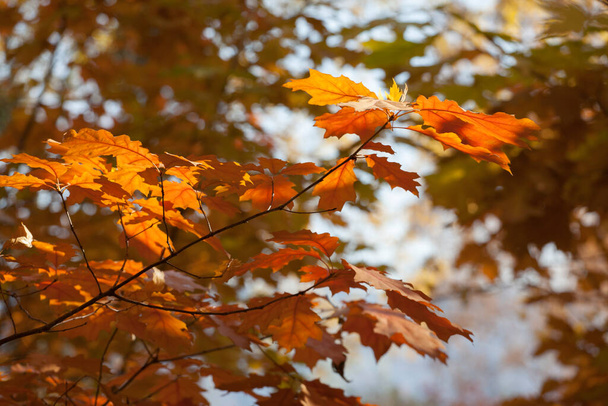 beautiful autumn oak leaves on branches on a sunny day - Fotoğraf, Görsel