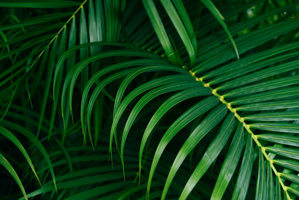 La palourde laisse un motif vert naturel sur fond sombre / Feuille belle dans la jungle des plantes de la forêt tropicale  - Photo, image