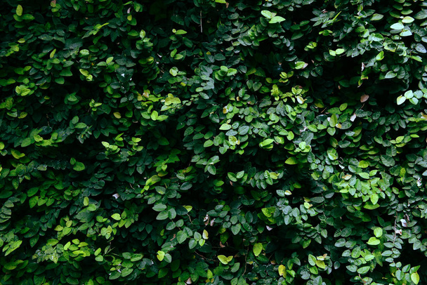 Folhas verdes textura fundo / Natural verde planta parede ou pequena folha na floresta - Foto, Imagem
