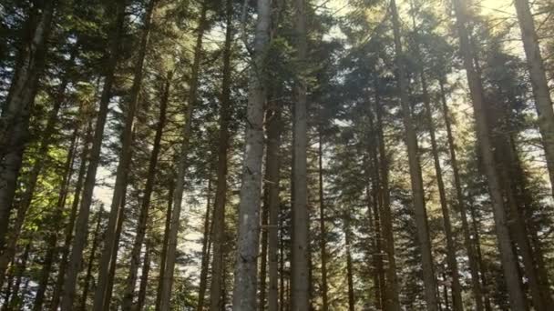 napfény keresztül a magas fák vékony erdő vízszintes pásztázás háttér - Felvétel, videó