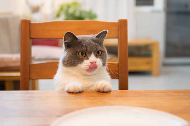 British Shorthair sitting on a chair leaning against the table - Fotografie, Obrázek