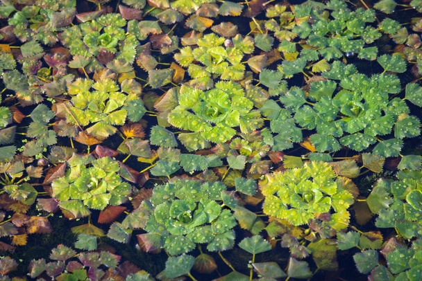 Trapa bicornis, Trapa natans (Horn nut, Water caltrops, buffalo nut) ; Floating plants, leaves on surface water is rhombus shaped, green with reddish spread. The leaf edge are serrated, like sawtooth. - Photo, Image
