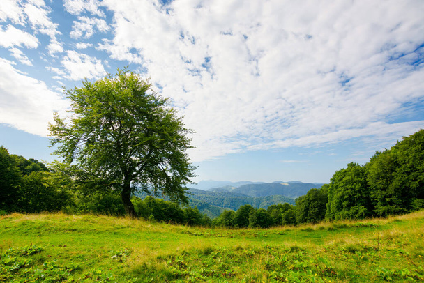beech tree on the green alpine meadow. carpathian mountain landscape in summertime. wonderful sunny weather with clouds on the blue sky. - Foto, Imagem
